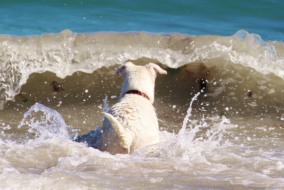 Cani in spiaggia sì o no