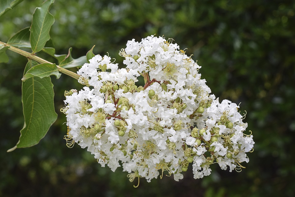 Boquet nozze Meghan